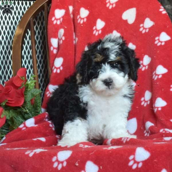 Teddy, Mini Bernedoodle Puppy