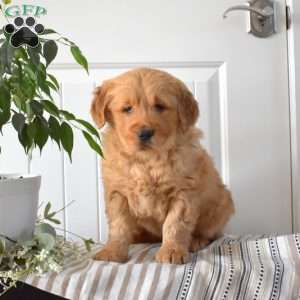 Teddy, Golden Retriever Puppy