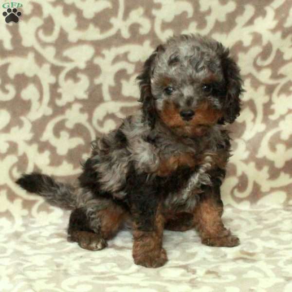 Teddy, Cavapoo Puppy