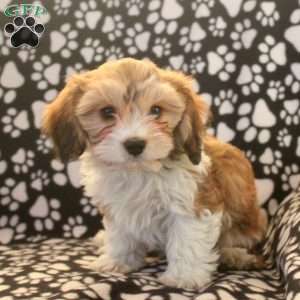 Teddy, Cavachon Puppy