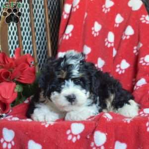 Teddy, Mini Bernedoodle Puppy