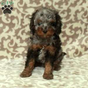 Teddy, Cavapoo Puppy