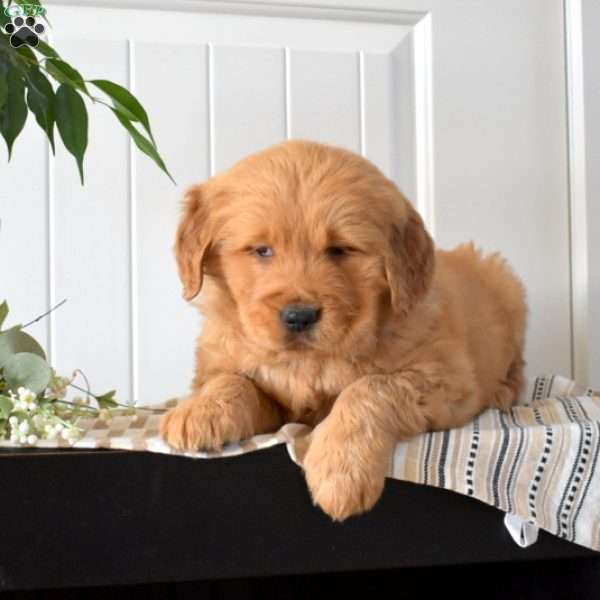 Teddy, Golden Retriever Puppy