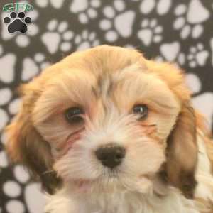 Teddy, Cavachon Puppy