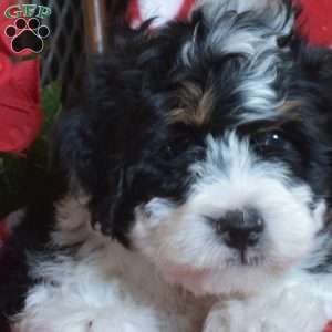 Teddy, Mini Bernedoodle Puppy