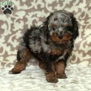 Teddy, Cavapoo Puppy