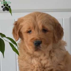 Teddy, Golden Retriever Puppy