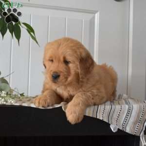 Teddy, Golden Retriever Puppy