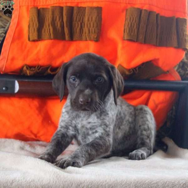 Tera, German Shorthaired Pointer Puppy