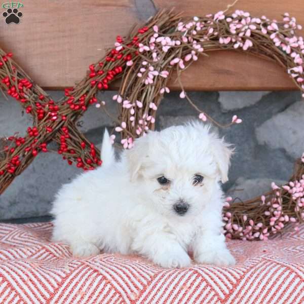 Tera, Bichon Frise Puppy