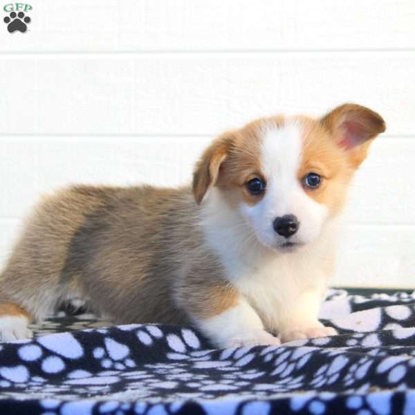 Tera, Pembroke Welsh Corgi Puppy