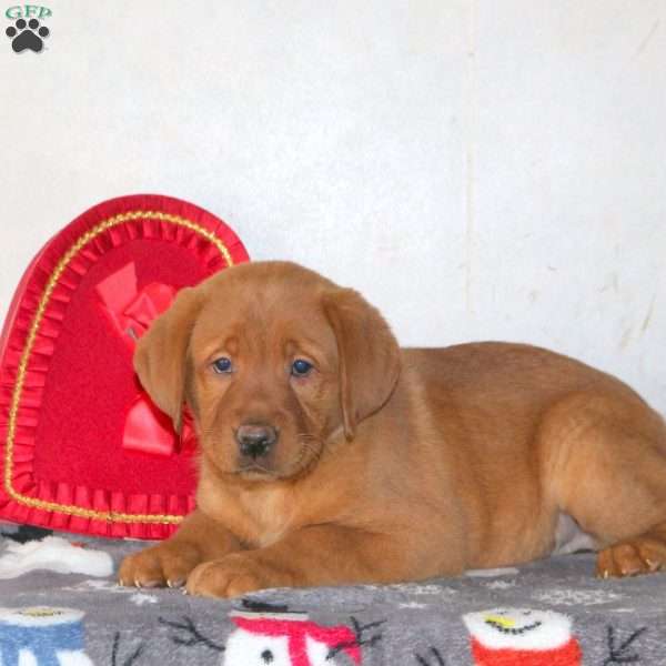 Tera, Fox Red Labrador Retriever Puppy