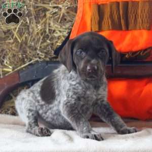 Tera, German Shorthaired Pointer Puppy