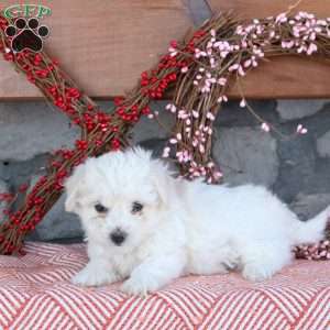 Tera, Bichon Frise Puppy