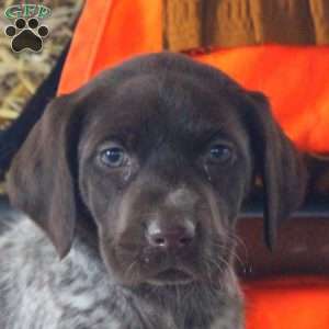 Tera, German Shorthaired Pointer Puppy