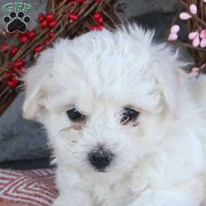 Tera, Bichon Frise Puppy