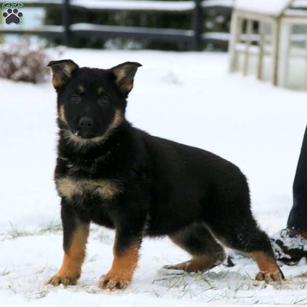 Teresa, German Shepherd Puppy