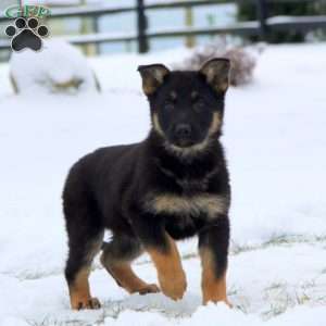 Teresa, German Shepherd Puppy