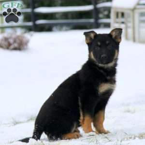 Teresa, German Shepherd Puppy