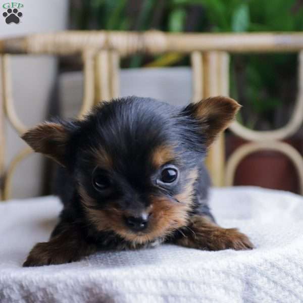 Tess, Yorkie Puppy