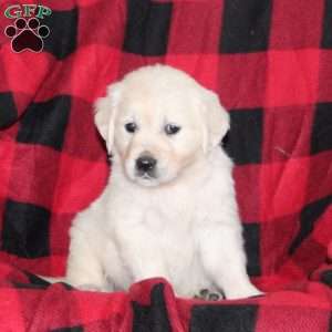 Tessa, English Cream Golden Retriever Puppy