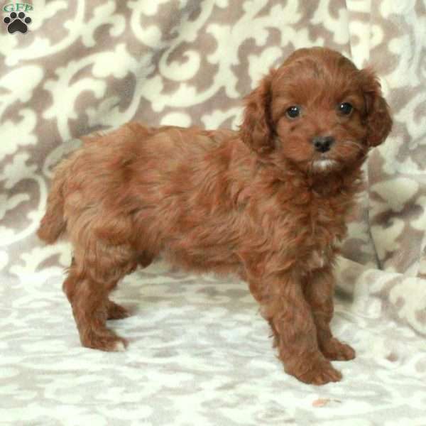 Tessa, Cavapoo Puppy