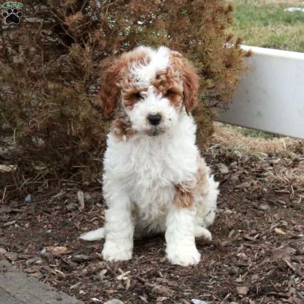 Tessa, Miniature Poodle Puppy