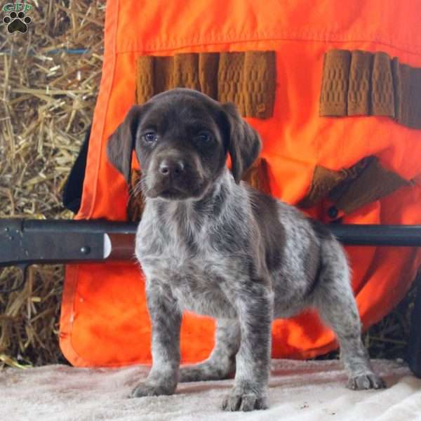 Tessa, German Shorthaired Pointer Puppy