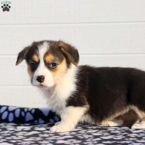 Tessa, Pembroke Welsh Corgi Puppy