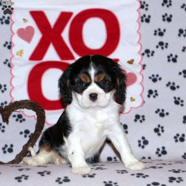 Tessa, Cavalier King Charles Spaniel Puppy