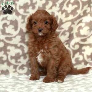 Tessa, Cavapoo Puppy