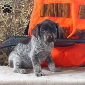 Tessa, German Shorthaired Pointer Puppy