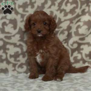 Tessa, Cavapoo Puppy