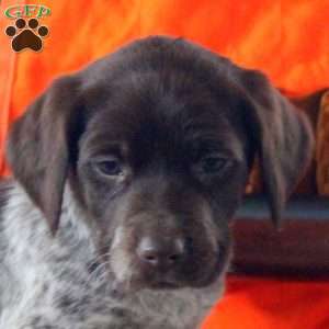 Tessa, German Shorthaired Pointer Puppy