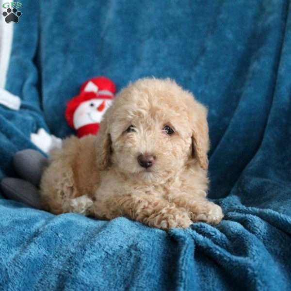 Tessa, Miniature Poodle Puppy