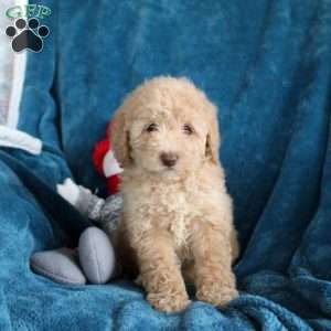 Tessa, Miniature Poodle Puppy