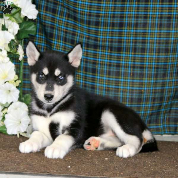 Tessa, Siberian Husky Puppy