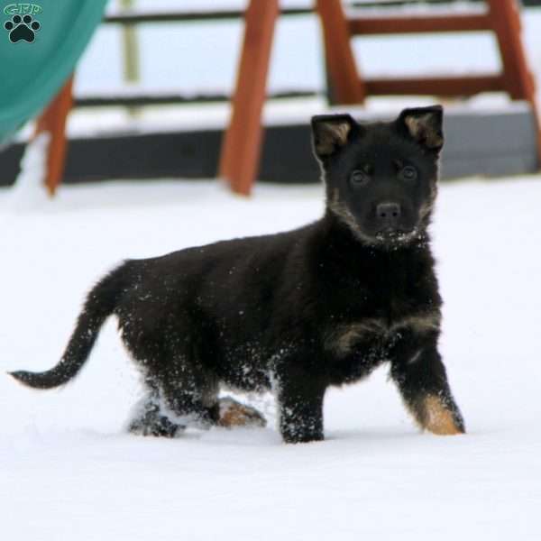 Tessa, German Shepherd Puppy