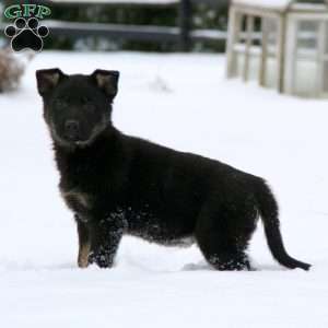 Tessa, German Shepherd Puppy