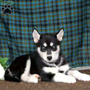 Tessa, Siberian Husky Puppy