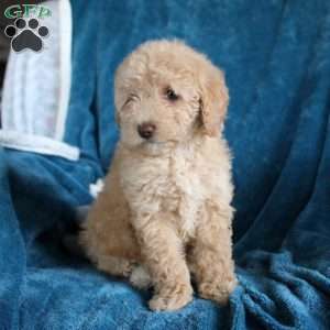 Tessa, Miniature Poodle Puppy