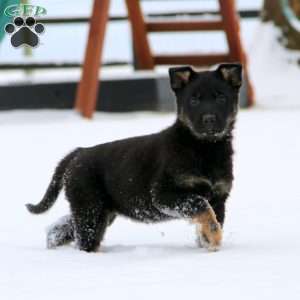 Tessa, German Shepherd Puppy