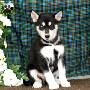 Tessa, Siberian Husky Puppy