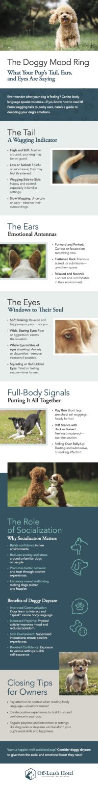 The Doggy Mood Ring - Understanding Dog Body Language