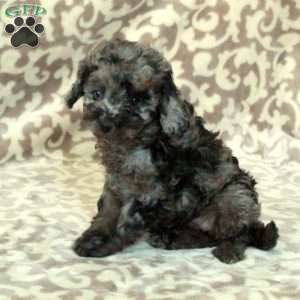 Thea, Cavapoo Puppy