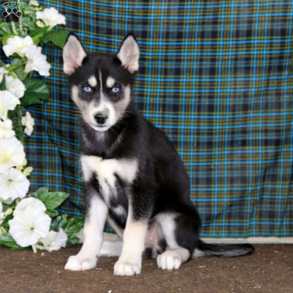 Thea, Siberian Husky Puppy