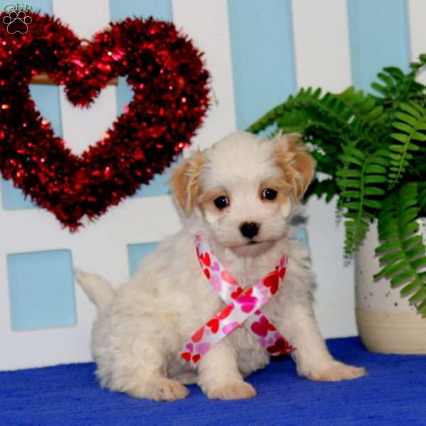 Thea, Maltipoo Puppy