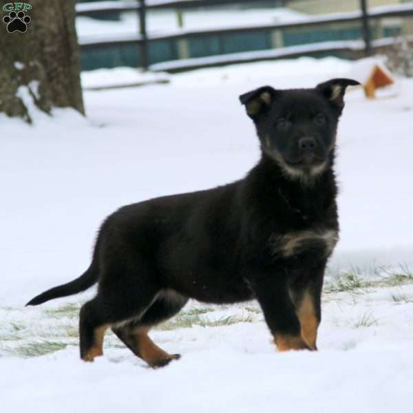 Thea, German Shepherd Puppy