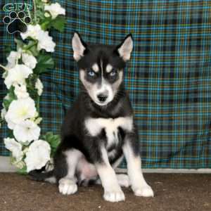 Thea, Siberian Husky Puppy