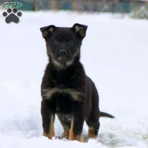 Thea, German Shepherd Puppy